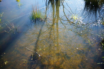 Wasser eines Tümpels bei Sonnenlicht und mit Stille