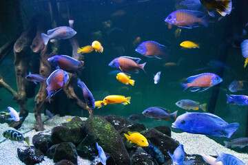 Fototapeta na wymiar School of colored fish african cichlids in aquarium