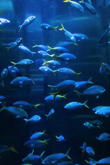 Fototapeta na wymiar School of caesio fish in blue aquarium, soft focus