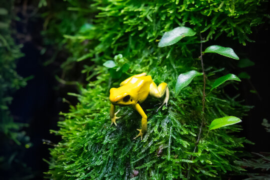 Yellow frog phyllobates terribilis, golden poison frog on green moss