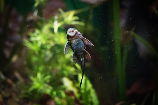 Ancistrus dolichopterus, ancistrus vulgaris fish on aquarium glass
