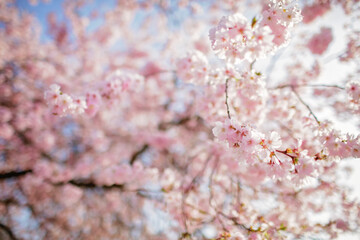 Obraz premium Blooming sakura branch in the blossom garden. Happy spring vibes. Natural floral background in pink pastel colors. Selective focus