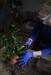 Woman prints shoots of houseplant after transplanting