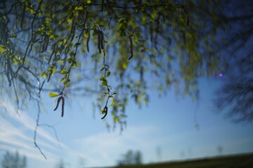 Birken, Betula pendula im April bei Austrieb der Knospen