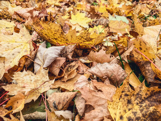 yellow leaves, autumn weather. texture from natural materials, 3D volumetric background. maple leaves lie on the ground, autumn