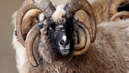 Navajo Churro Sheep Closeup © adogslifephoto