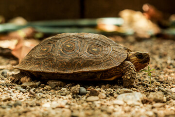tortuga de tierra