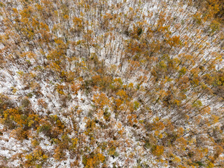 Top-down view of a late autumn early winter forest. No people