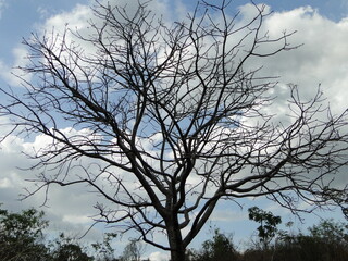 Fototapeta na wymiar In the landscape, a leafless tree in the Chapada dos Veadeiros state park in Goiás, Brazil