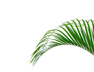 The pattern leaf of yellow palm or butterfly palm (Dypsis lutescens) isolated on white background.