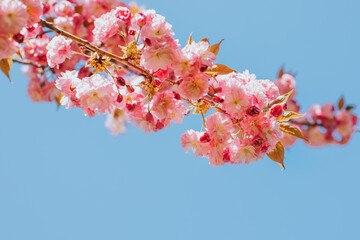 Amazing pink cherry blossoms on the Sakura tree.