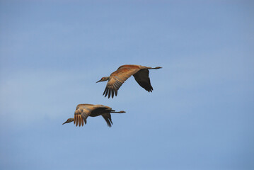 Alaska- A Pair of Sandhill Cranes Beginning Their Migration