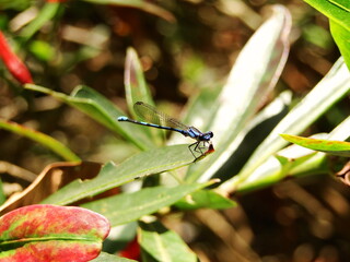 blue and black dragonfly perched on plant