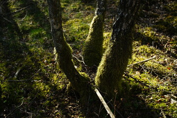 Dickicht, Gebüsch und Wald aus Birken, Betula pendula mit anhaftendem Moos