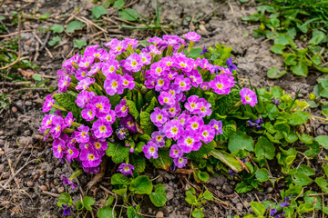 Spring flowers - Primula juliae .