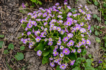 Spring flowers - Primula juliae .