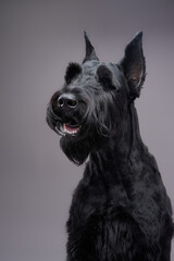 dog Giant Schnauzer on a gray background. Beautiful pet in the photo studio