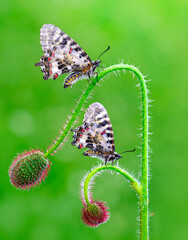 Macro shots, Beautiful nature scene. Closeup beautiful butterfly sitting on the flower in a summer garden.
