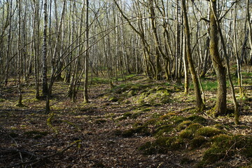 Wald aus Birken, Betula pendula im April bei Austrieb der Knospen in der Taiga