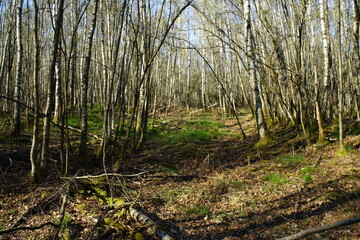 Wald aus Birken, Betula pendula im April bei Austrieb der Knospen in der Taiga
