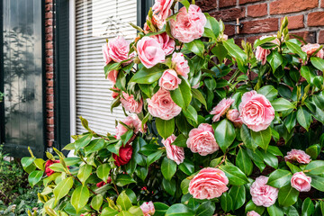 Evergreen flowering shrub of pink camellia in the front garden near the brick wall of a rural house.