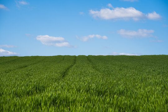 Green grass, blue sky and soft clouds, in the style of Windows XP wallpaper