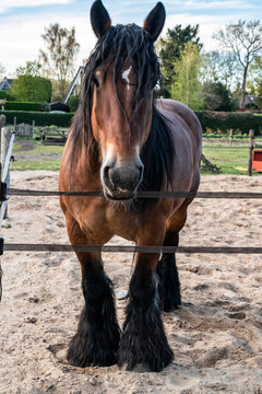 A beautiful horse stands in the paddock of a village farm. Shire draft workhorse with hair near the hooves, close-up.