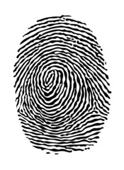 
Fingerprint. Illustration of a fingerprint on a white background.