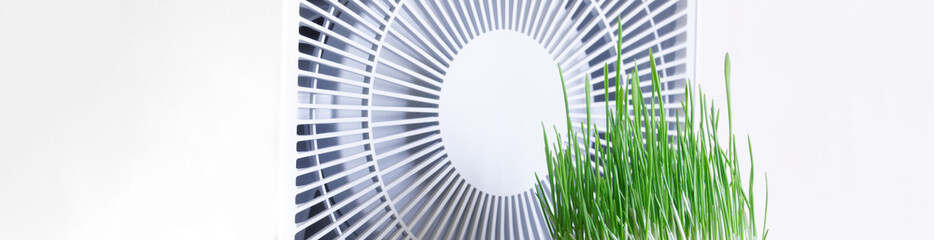 Fresh sprouts of germinated oats next to the white grate of modern air cleaner. Household appliances for life. Concept of an eco-friendly atmosphere and clean air in living space. Web banner