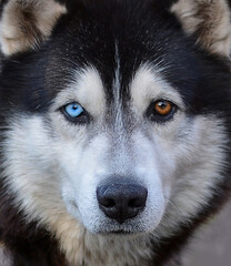 Close-up portrait of a beautiful Siberian Husky dog. © syhin_stas