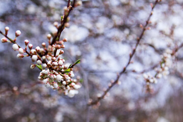 Branches of a blossoming apricot on a background of blue sky. Spring bloom.