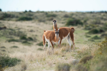 Guanaco in semidesertic landscape, Peninsula Valdes, Patagonia, Argentina