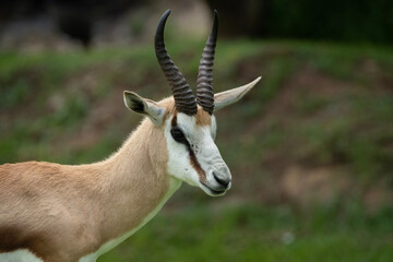 Springbuck closeup