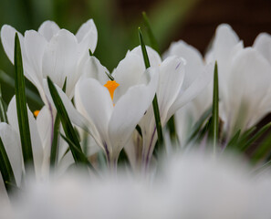 Fototapeta premium white crocus flowers