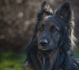 german shepherd dog