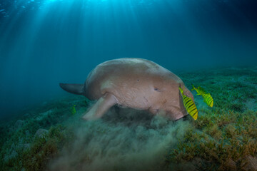 Dugong sea cow male on the deep of blue water Red Sea of Egypt with yellow fish 