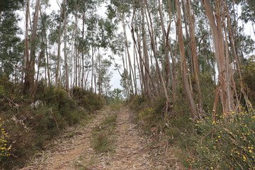 Eukalyptuswald in Portugal
