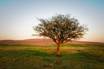 Pampas landscape,  La Pampa province Argentina.