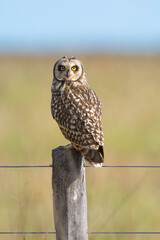 Short eared Owl, perched on a fence, Patagonia, Argentina.