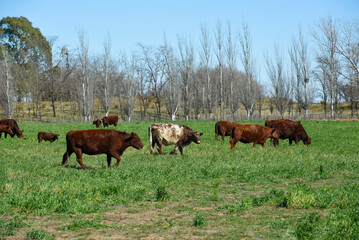 Cattle raising in pampas countryside, La Pampa province, Argentina.