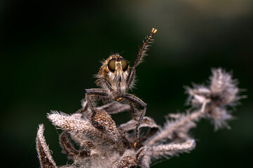 Macro shot of a robber fly in the garden