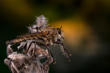 Macro shot of a robber fly in the garden