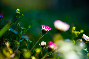 Flowers in the field