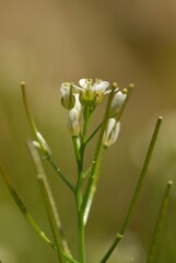 Wavy bittercress with 6 stamens visible