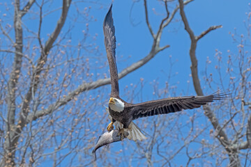This eagle flew right through the Fisherman's Pier parking lot at Conowingo Dam on her way to her nest.