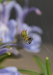 Green garden spider with fly prey