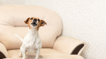 Jack Russell Terrier. A smiling thoroughbred dog. Pets. Poster