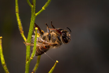 Beautiful Crab spider feasting on bee. Macro photo