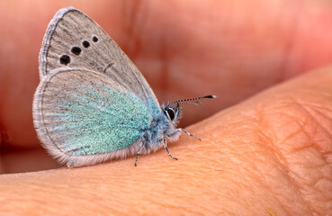 Beautiful Closeup butterfly at your fingertips in a summer garden