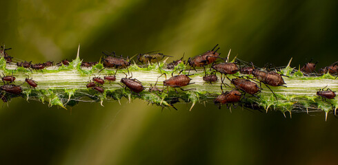 A herd of plant louse (aphid) on a green leaf